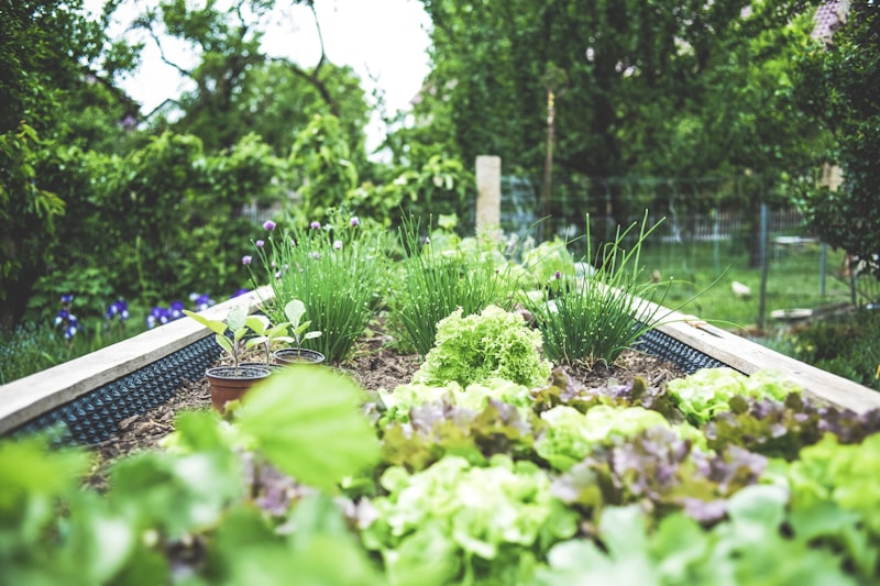 Naturalistic perennial planting scheme